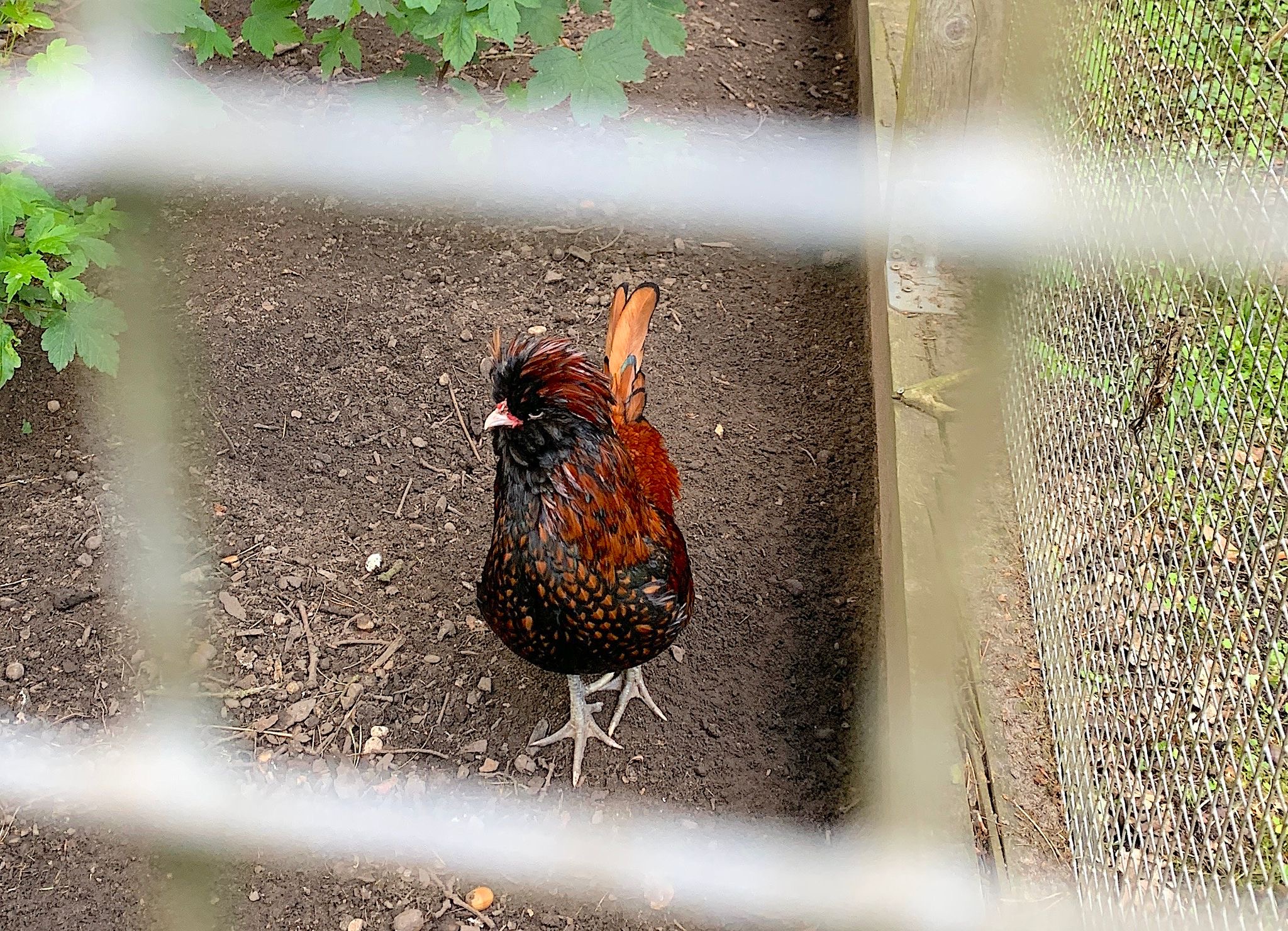Vogelgrippe keine Gefahr für Menschen – Genuss weiter möglich